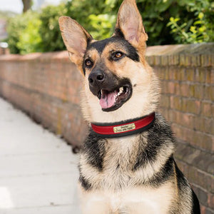 Santa Monica - Personalised Collar