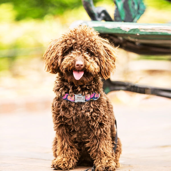 Load image into Gallery viewer, Noughts &amp; Crosses - Personalised Collar
