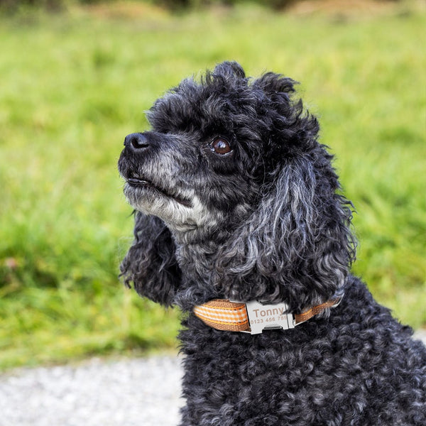 Load image into Gallery viewer, Picnic - Personalised Collar
