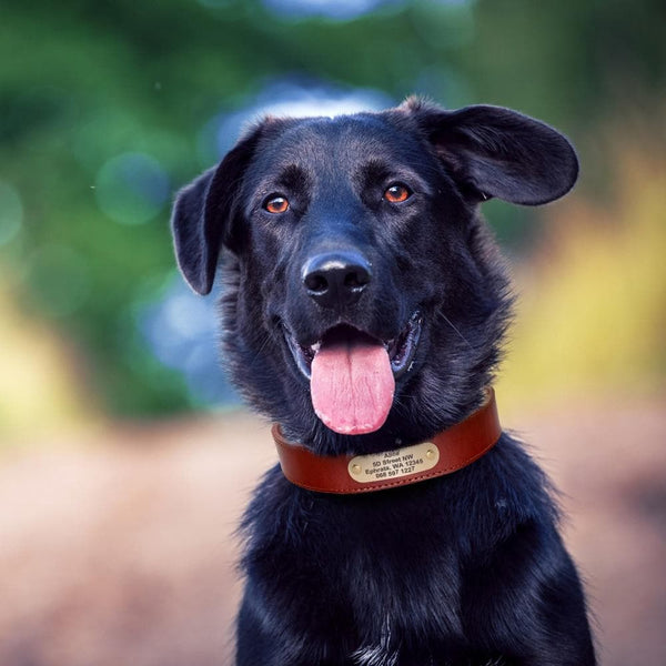 Load image into Gallery viewer, Hound Style - Personalised Collar
