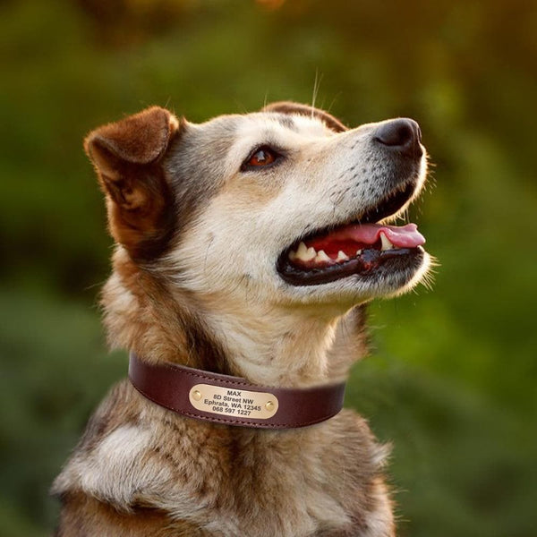Load image into Gallery viewer, Hound Style - Personalised Collar
