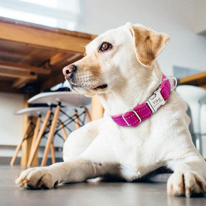 Personalised dog collar with engraving and matching leash set