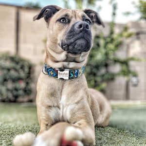 personalised pet collar with engraving