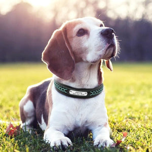 Colour Plait Wide - Personalised Collar