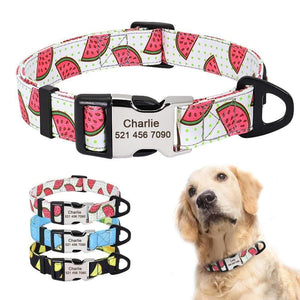 Personalised dog collar with engraving of name and phone number