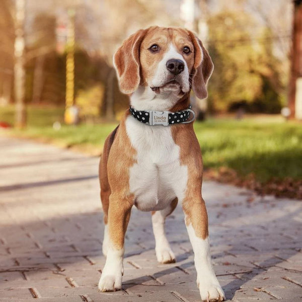 Load image into Gallery viewer, personalised pet collar with engraving with dots
