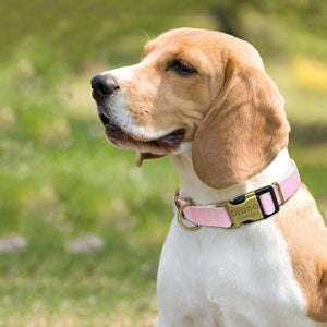 personalised pet collar with engraving pastel colour