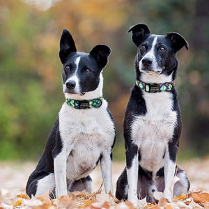 personalised dog collar and leash set engraved with name and phone number