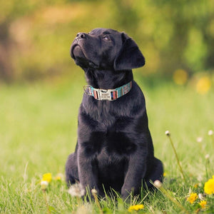 Personalised pet collar dog wearing