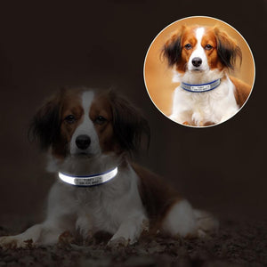 personalised dog collar with engraving