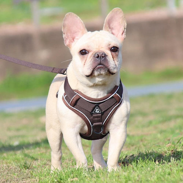 Load image into Gallery viewer, sturdy no pull dog harness frenchie
