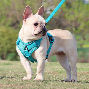 sturdy no pull dog harness frenchie