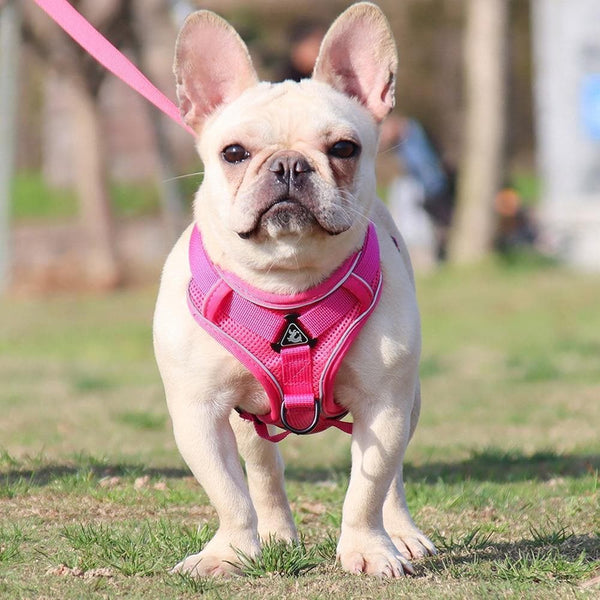 Load image into Gallery viewer, sturdy no pull dog harness frenchie
