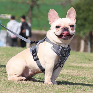 sturdy no pull dog harness frenchie