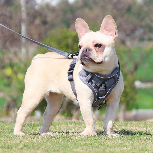 Load image into Gallery viewer, sturdy no pull dog harness frenchie
