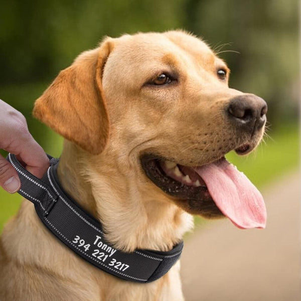 Load image into Gallery viewer, personalised dog collar with engraving of name and phone number
