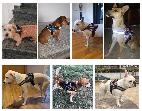 Load image into Gallery viewer, ID Pup Lime - Personalised Harness
