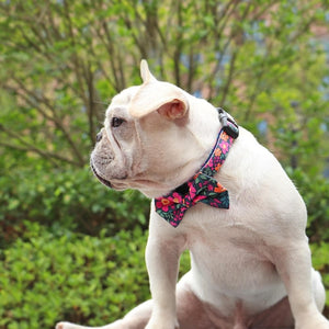 Holiday Maker - Bow Tie Collar