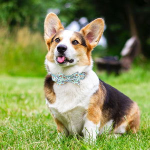 Spring Bloom - Personalised Collar