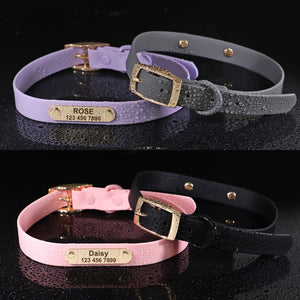 Jelly Paws Coral - Personalised Collar
