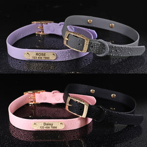 Jelly Paws Lavender - Personalised Collar