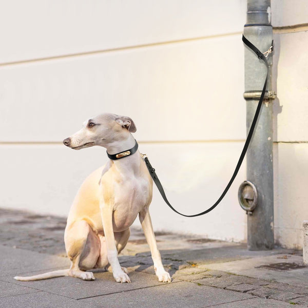 Load image into Gallery viewer, Jelly Paws Lavender - Personalised Collar
