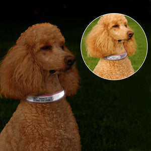 personalised dog collar with engraving